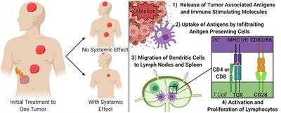 Immunological Effects of Histotripsy for Cancer Therapy